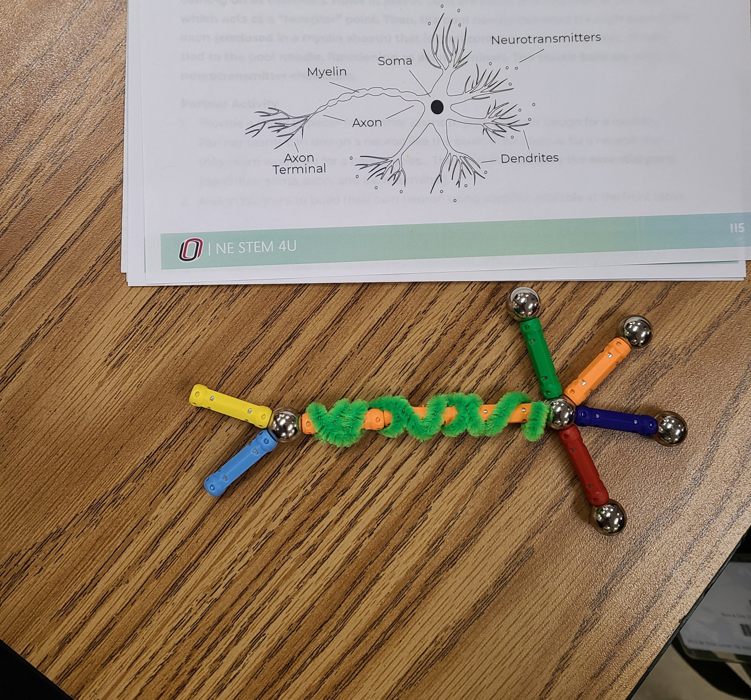A human neuron modeled out of colorful magnetic sticks and spheres, with a coiled piece of green pipe cleaner representing the neuron's myelin sheath. A sheet of paper next to the model depicts a drawing of a neuron with labeled parts: myelin, soma, neurotransmitters, axon, axon terminal, and dendrites..
